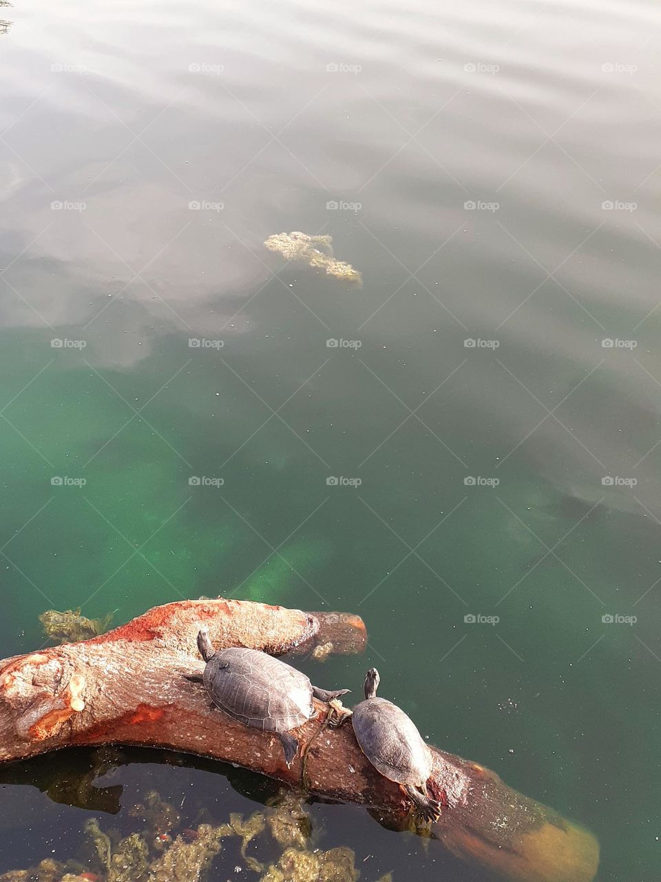 Two turtles rest on a log and sunbathe in Lake Eola in downtown Orlando, Florida.