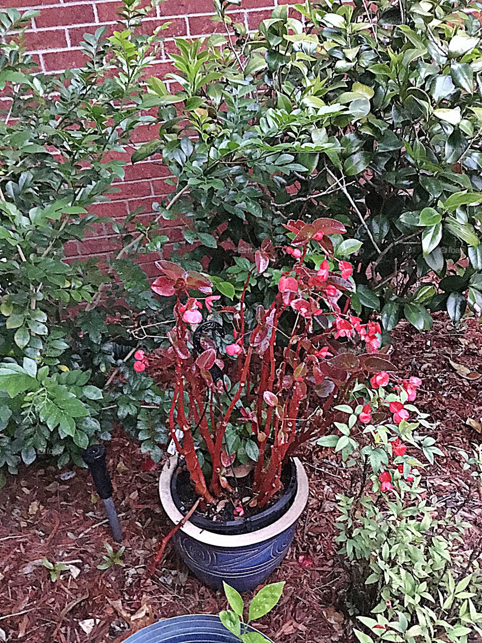 This plant is part of the Geranium family by the way the leaves are shaped and their long straggly branches