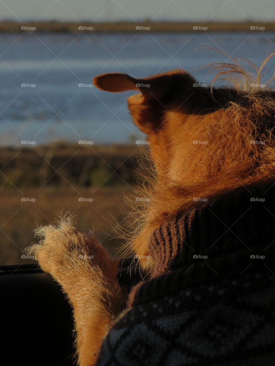 Dog Hanging Out of a Car Window during Golden Hour