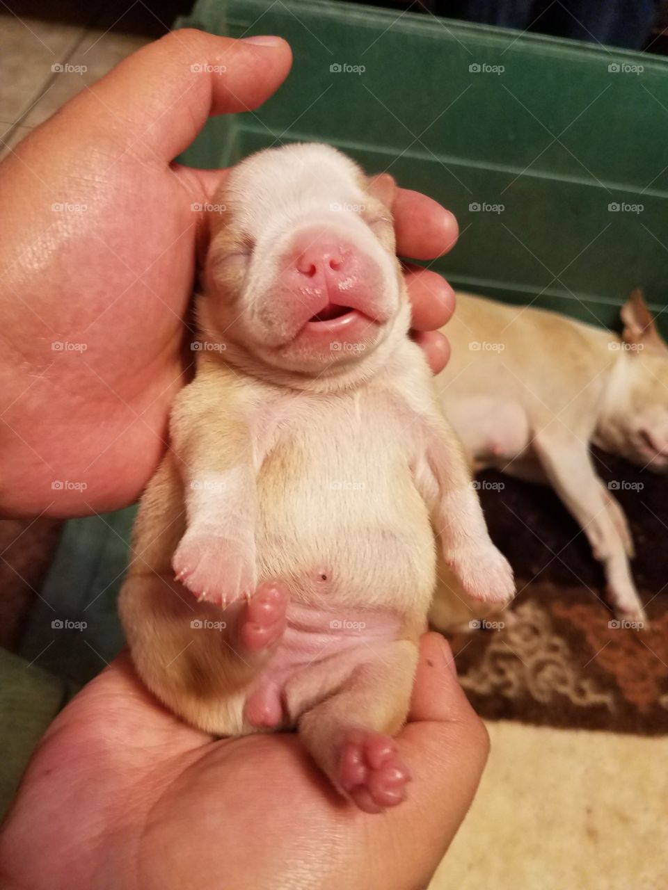 2 week old puppy