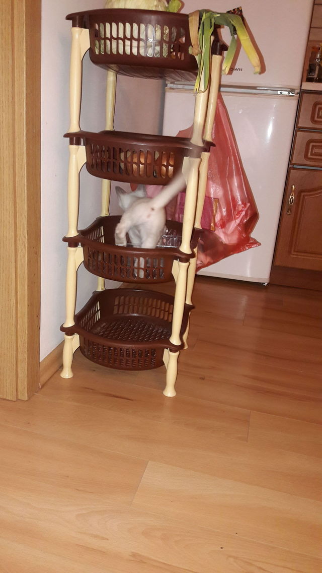mew