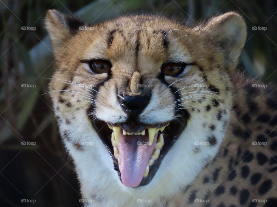 Headshot of cheetah baring it’s teeth and growling while staring down the camera lens.