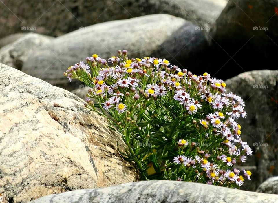 Wild flowers