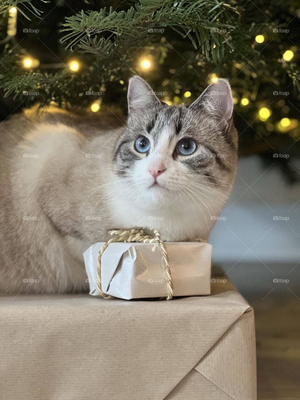 Portrait of a cat in Christmas 