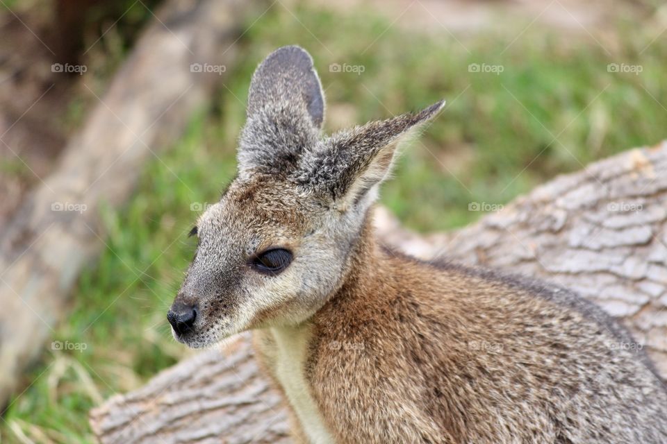 Wallaby