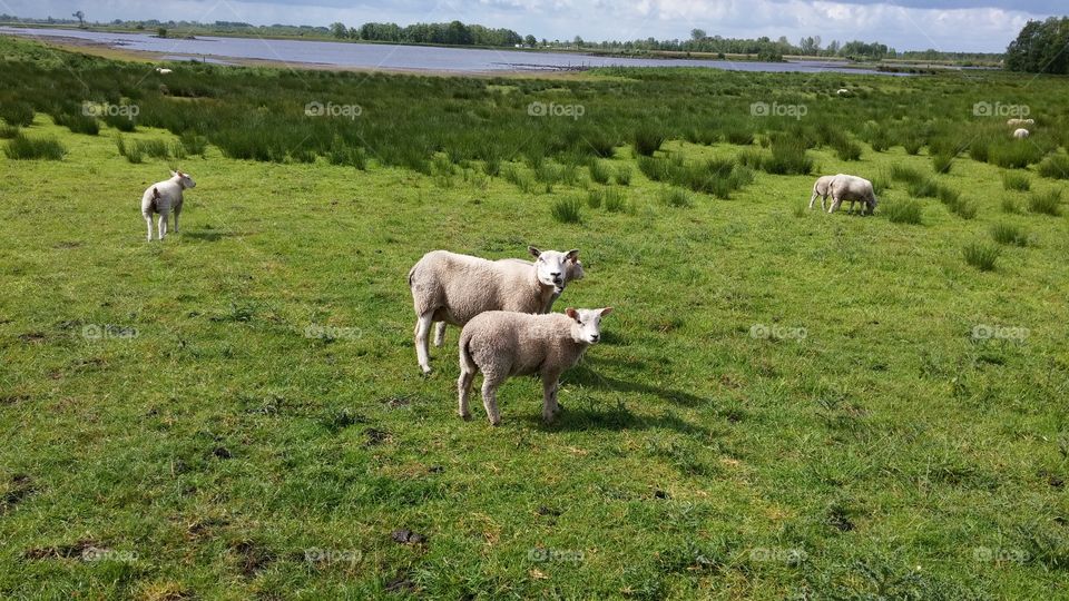 sheep . sheep in dutch nature 