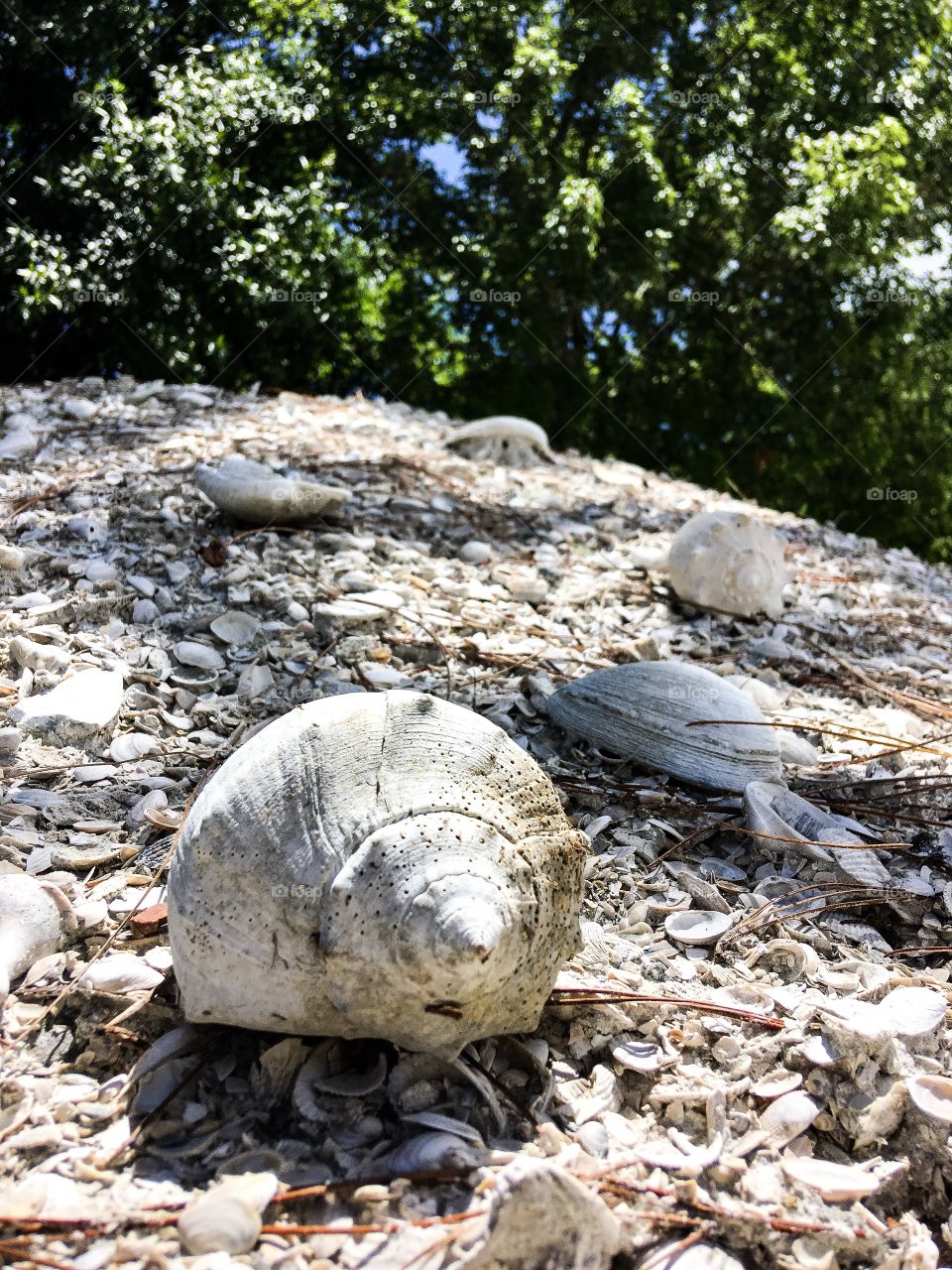 Another hill of shells at a small South Florida Park nowhere near the beach.