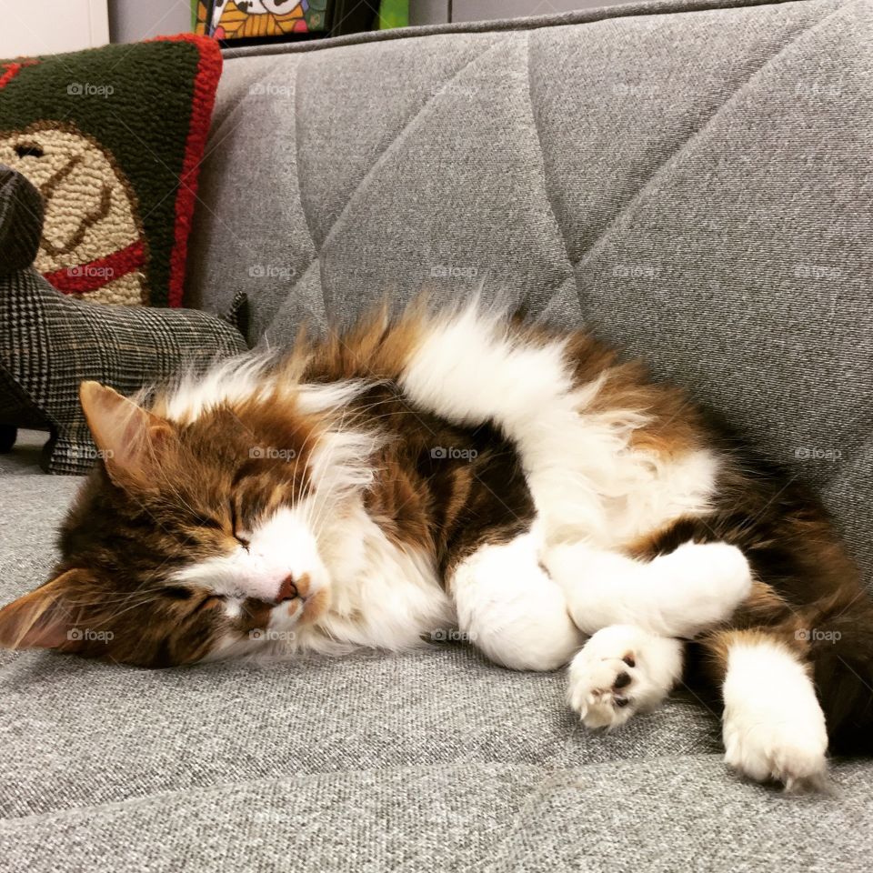 Comfy office cat