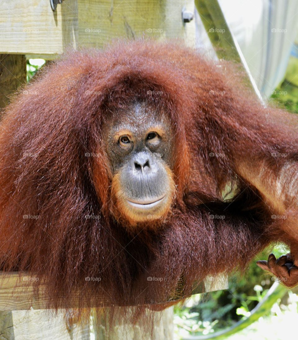 Orangutan