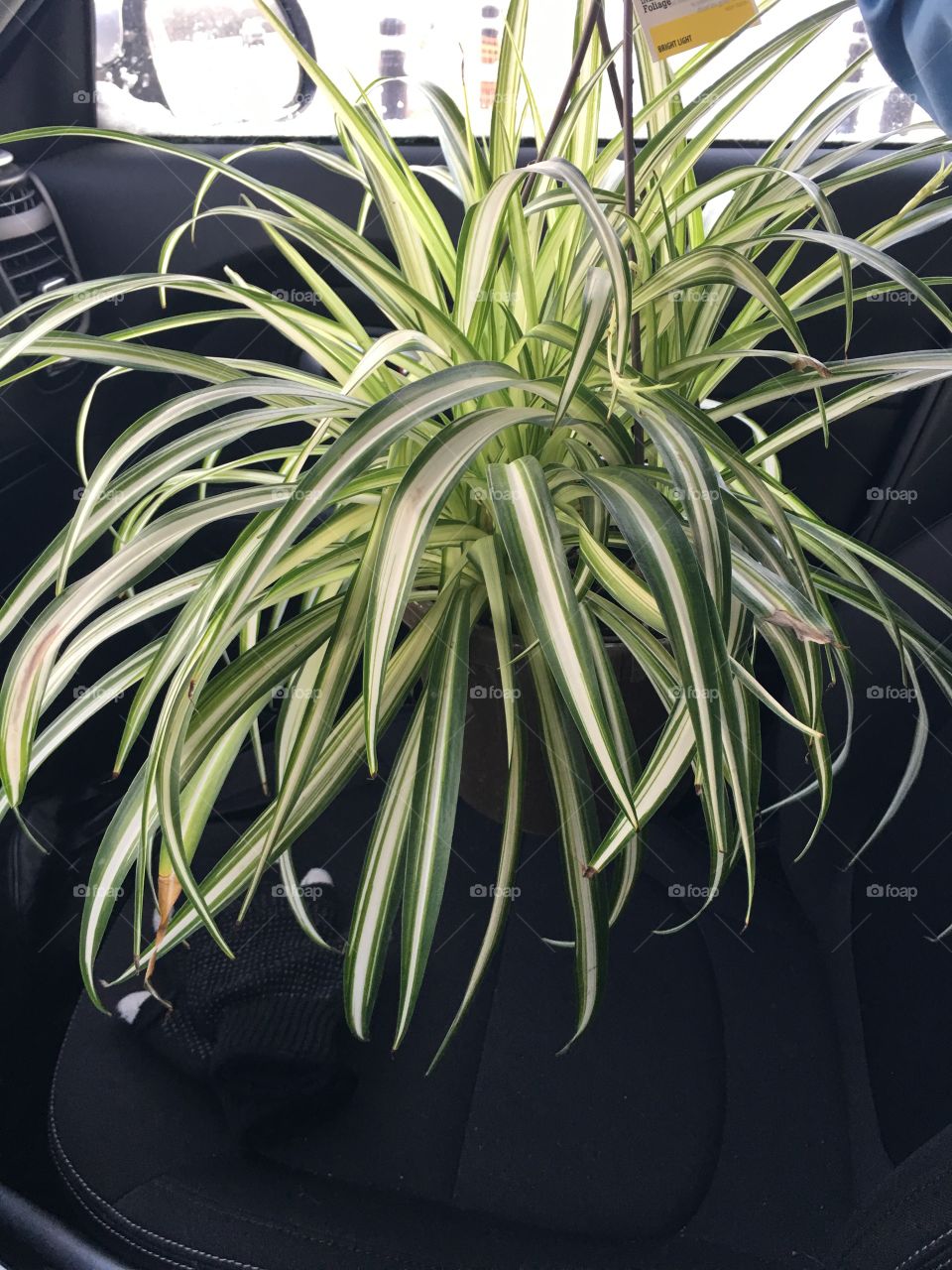 New spider plant for the nursery.