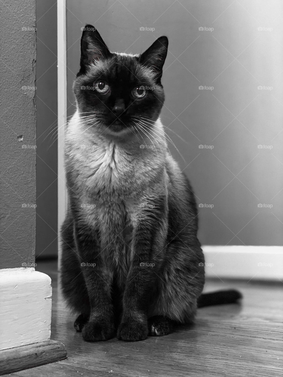 Black and white photo of a siamese cat