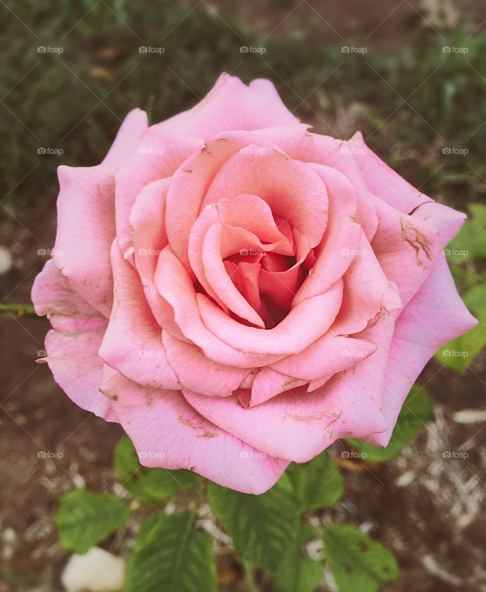 🌼#Flores do nosso #jardim, para alegrar e embelezar nosso dia!
#Jardinagem é nosso #hobby. 
🌹
#flor #flowers #flower #pétalas #garden #natureza #nature #flora 