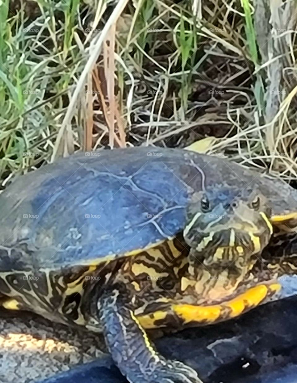 Spring has sprung! My adult Red Eared Sliders spend their days basking in the sun.