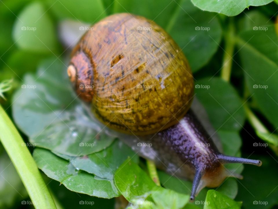 snail