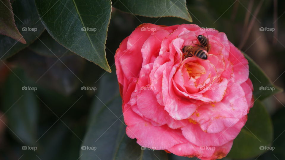 Pink rose with two bees on it from a flower garden