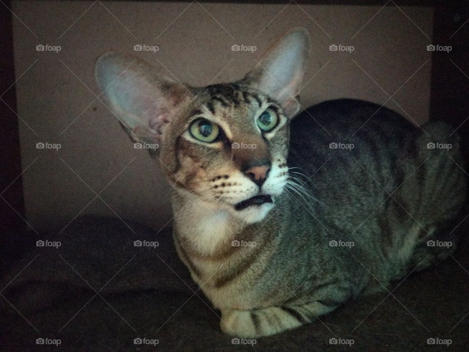 Cat, Mammal, Portrait, Pet, One