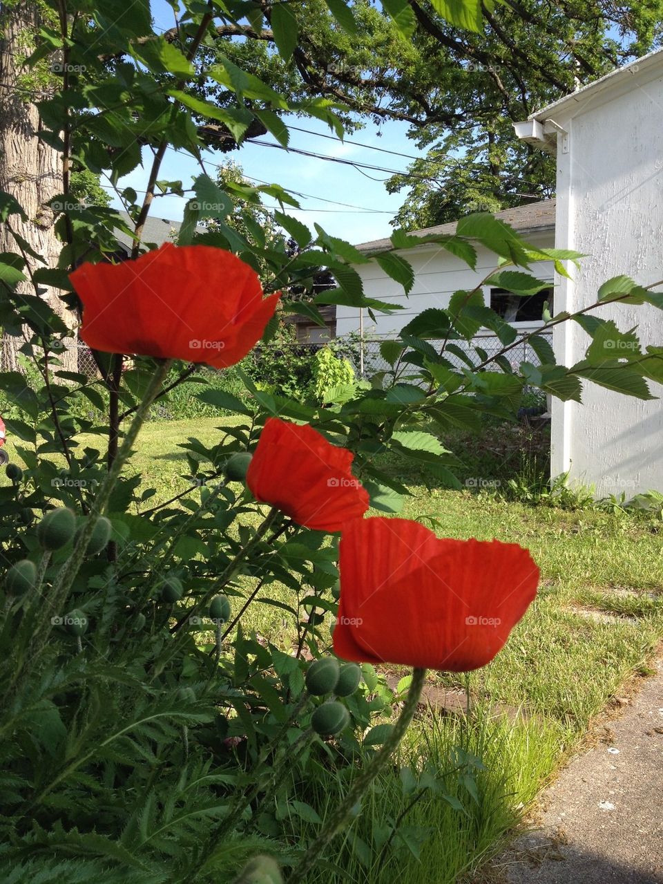 Red Poppies
