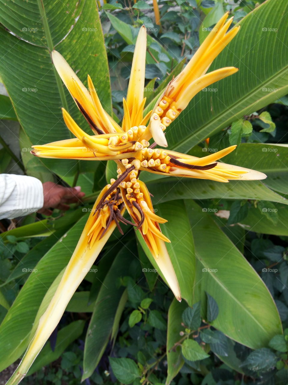 Tropical, Nature, Flora, No Person, Leaf