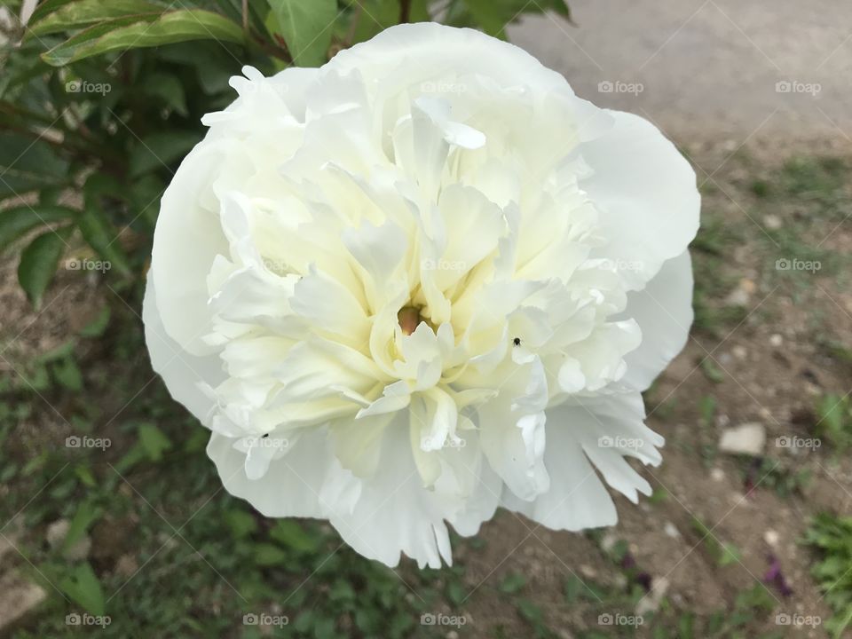 This white bloom perhaps a variety of a carnation, l am not certain, l am sure though that it’s in tip top condition.