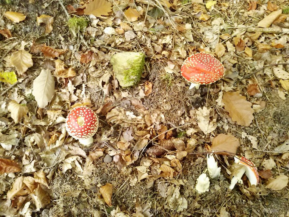 mushroom in the forest