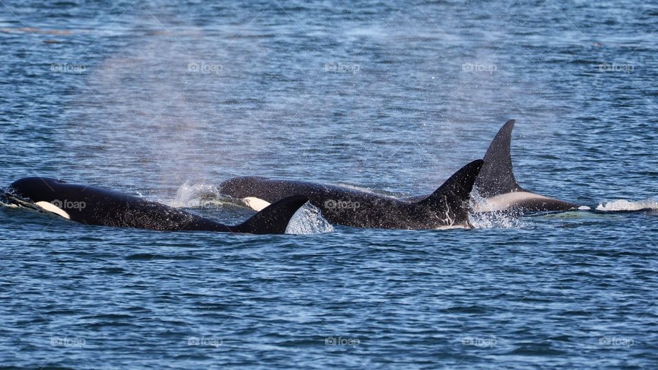 Orcas