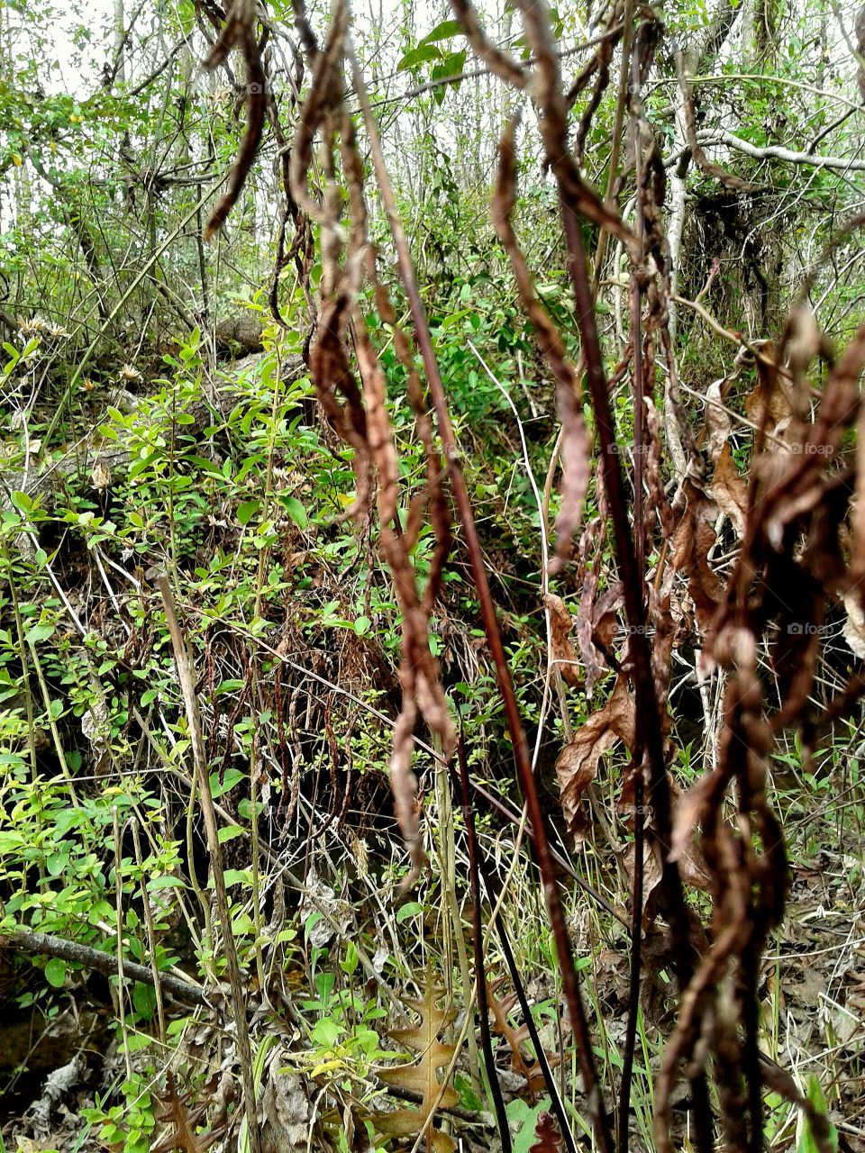 green spring forests