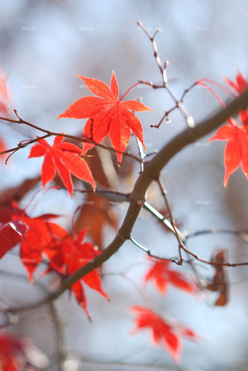 Red Japanese Maple tree