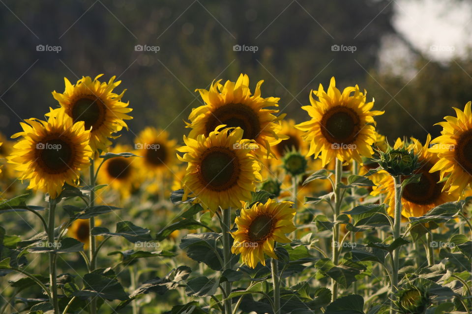 sunflower field , sunny morning