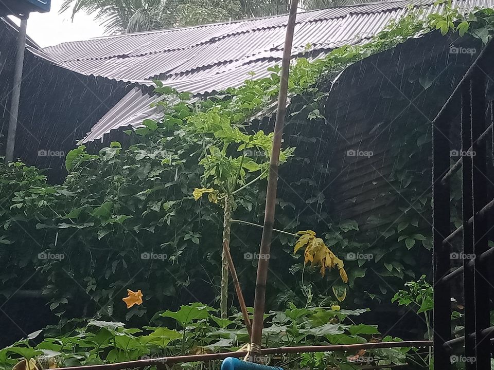 A rainy day scene with many plants and an old house from inside of my house