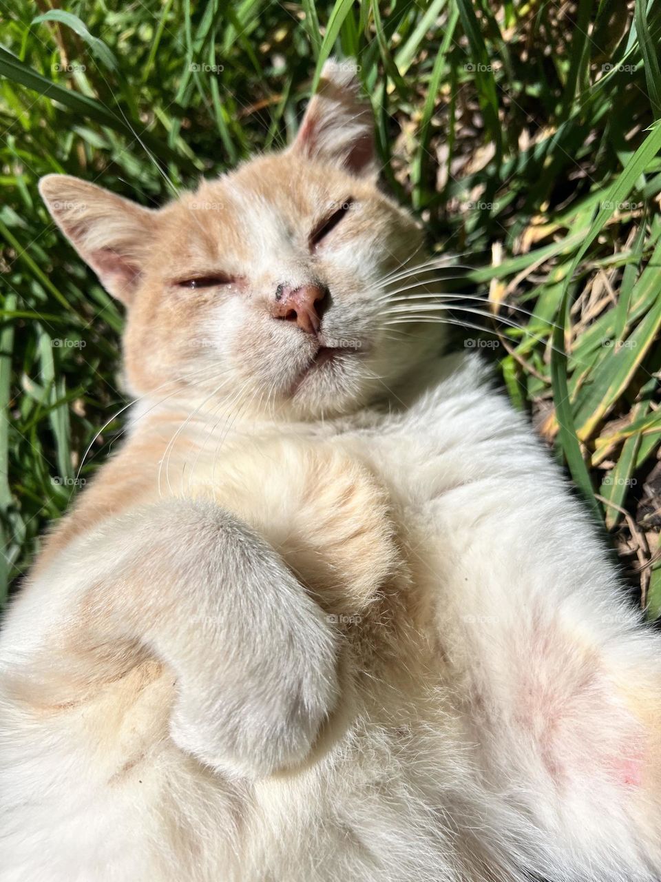 Acostada sobre el césped? Eso es vida para Mishi 