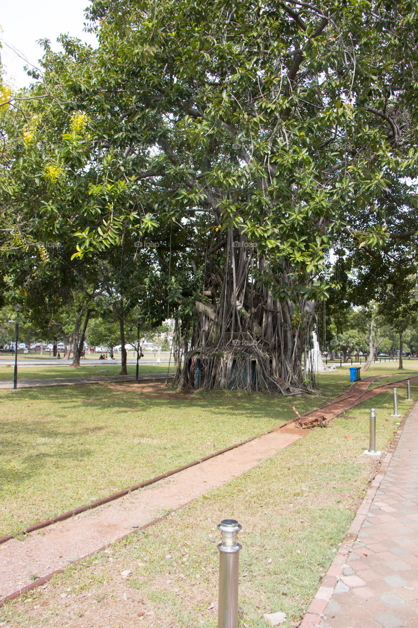 old tree at Viharamahadevi park, colombo, srilanka