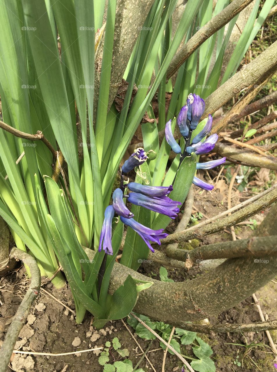 Growing blue hyacinths