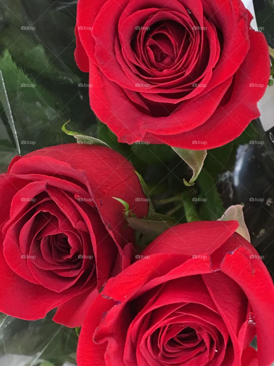 Red roses 