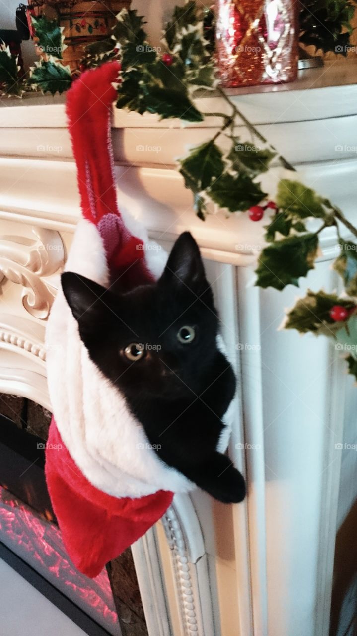 The Purrfect Present