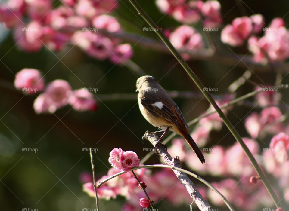 Bird and blossom