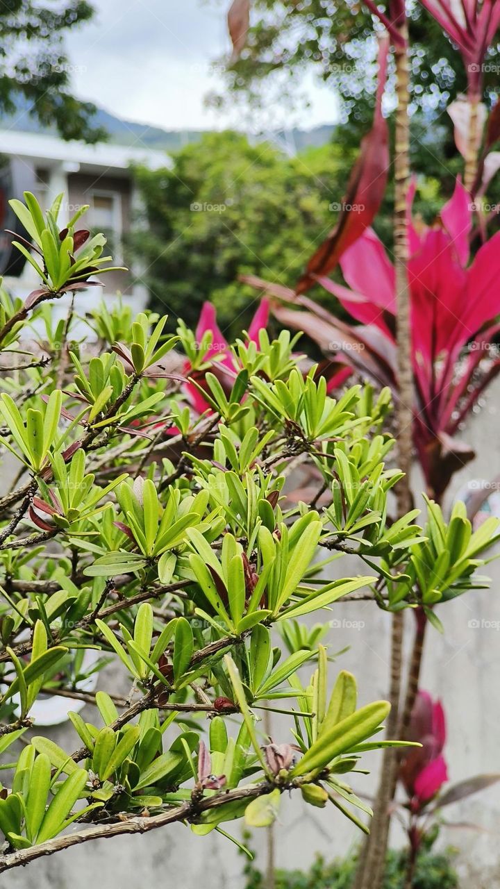 beautiful flowers in the garden