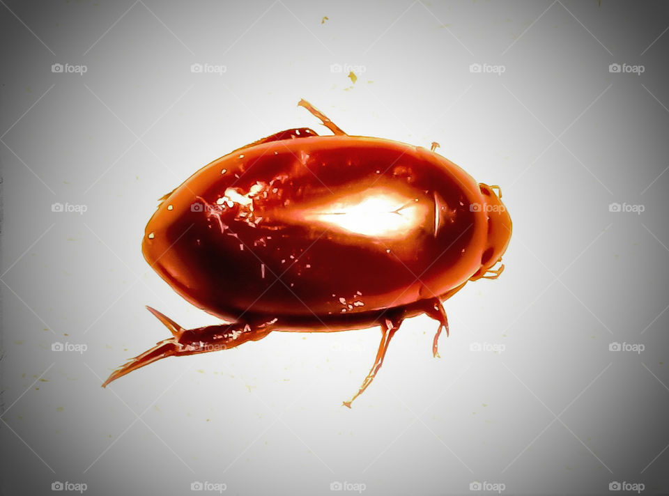 Hydrophilus image it is insect family members