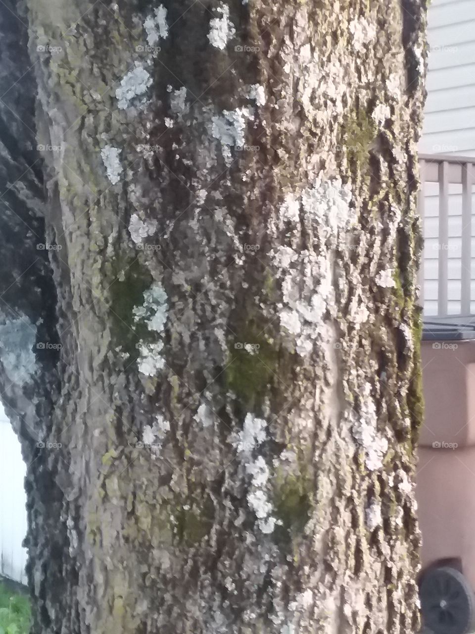 Tree, Bark, Nature, Outdoors, Wood