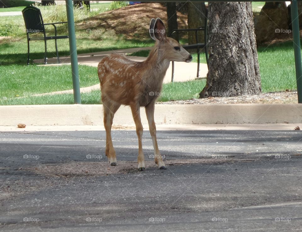 Little Fawn