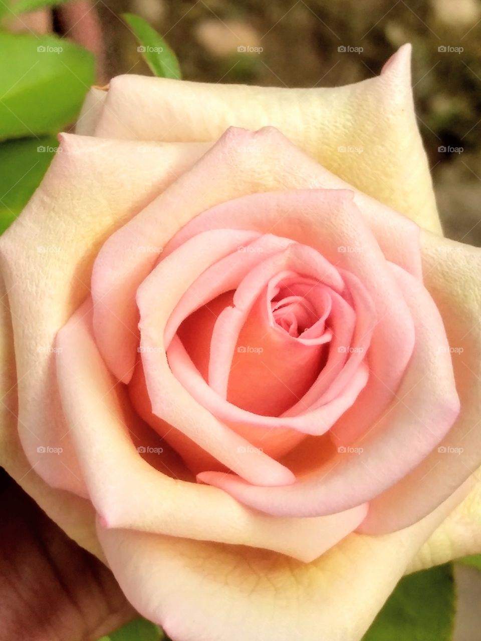 rosa de mi jardín