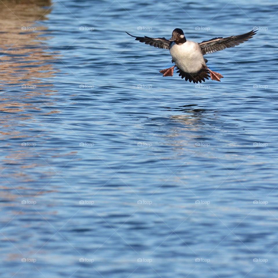 Bufflehead coming in for a landing