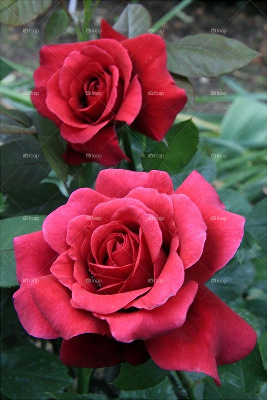 Beautiful red colour flower in bloom