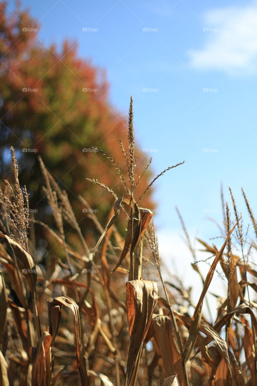 Autumn is here!