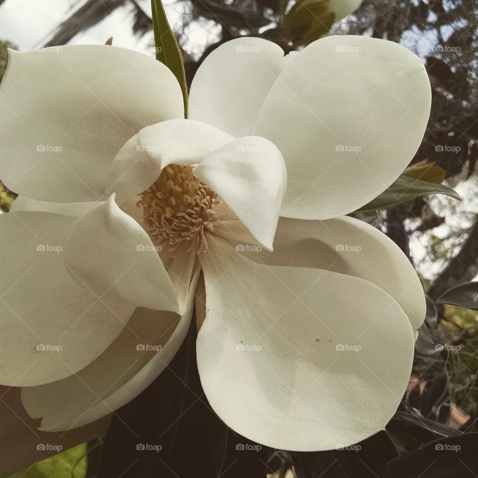 magnolia. they smell amazing