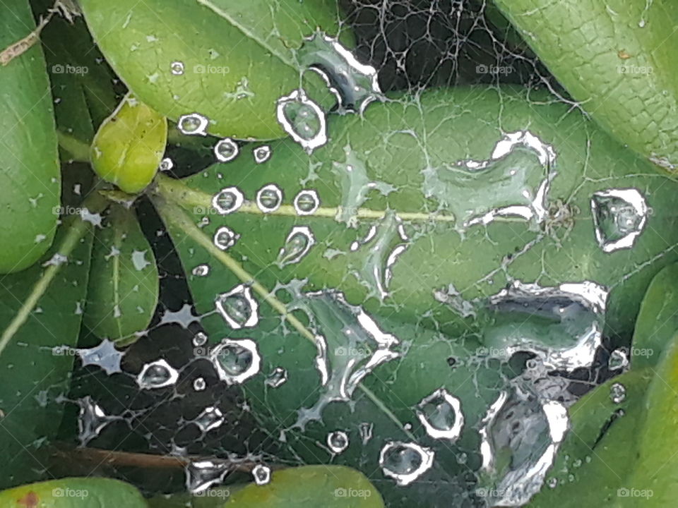 wet spider web on leaves