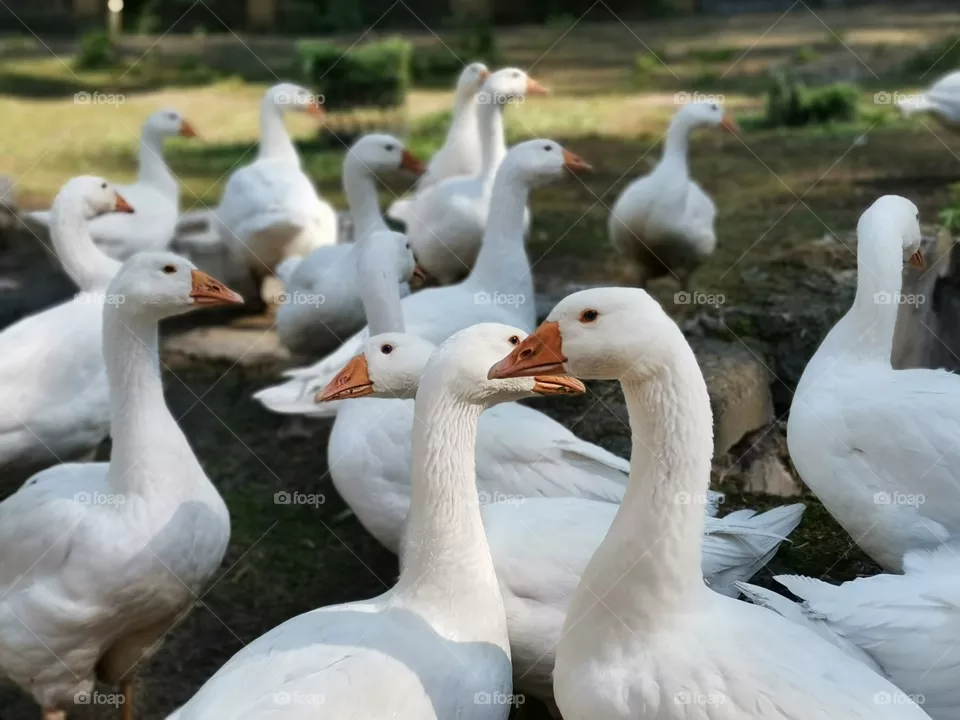 Goose