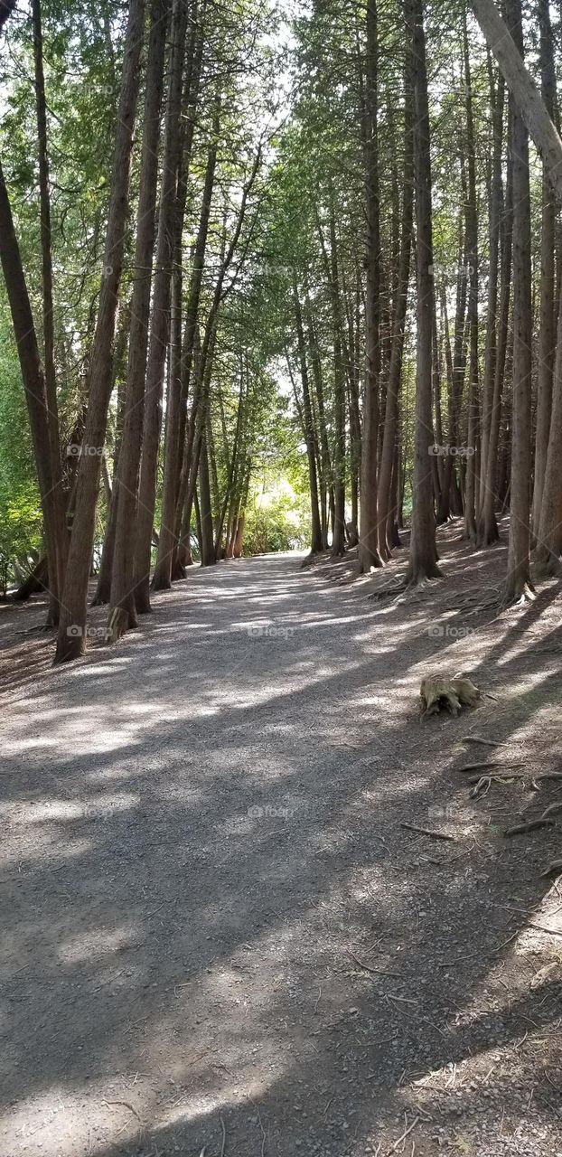 A Woodland Path