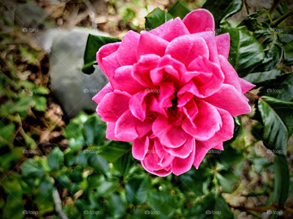 Hot Pink Rose