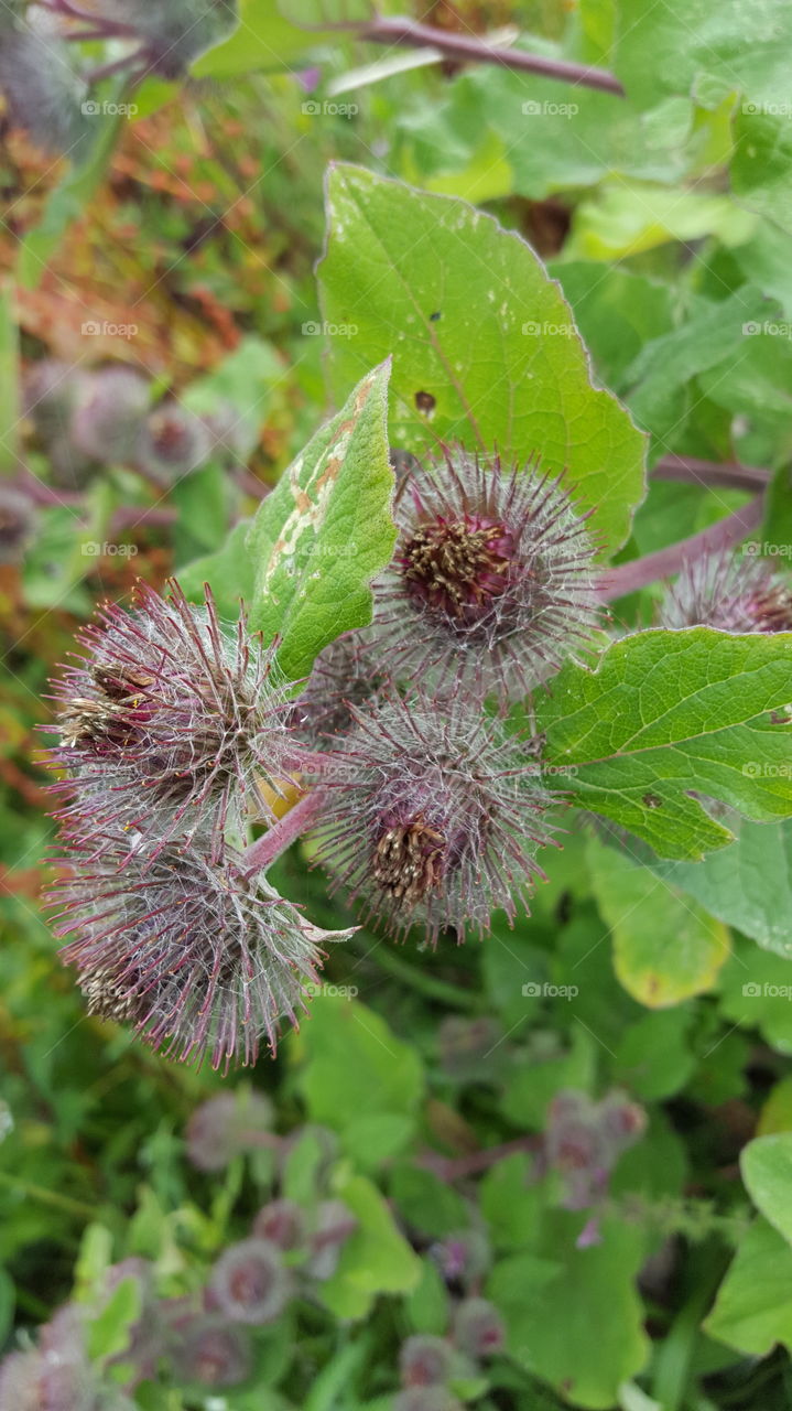 sticky buds