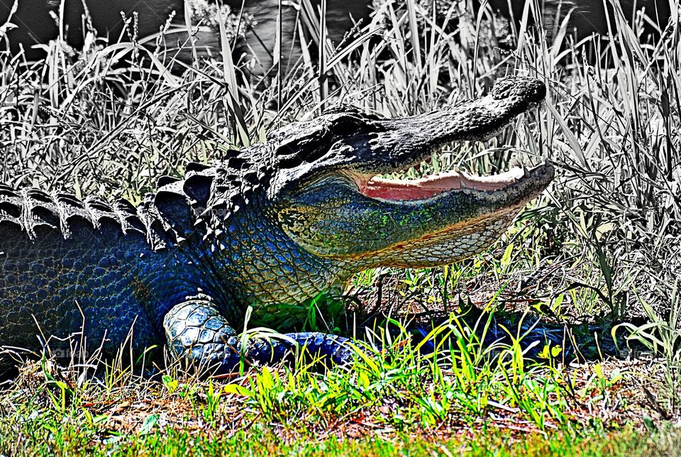 Large alligator 